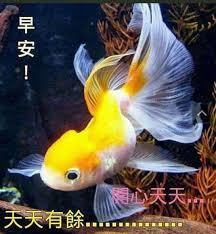 早安，金主大人